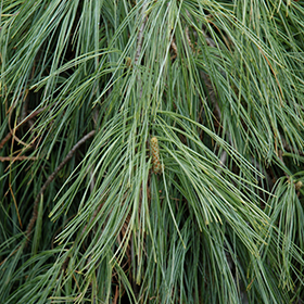 Plant Photo 5