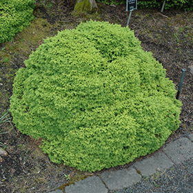 Dwarf Conifer Photo
