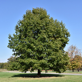 Shade Tree Photo