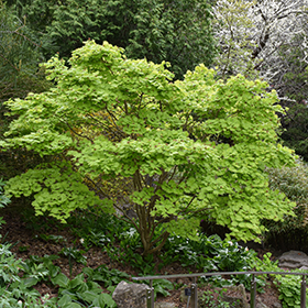 Ornamental Tree Photo
